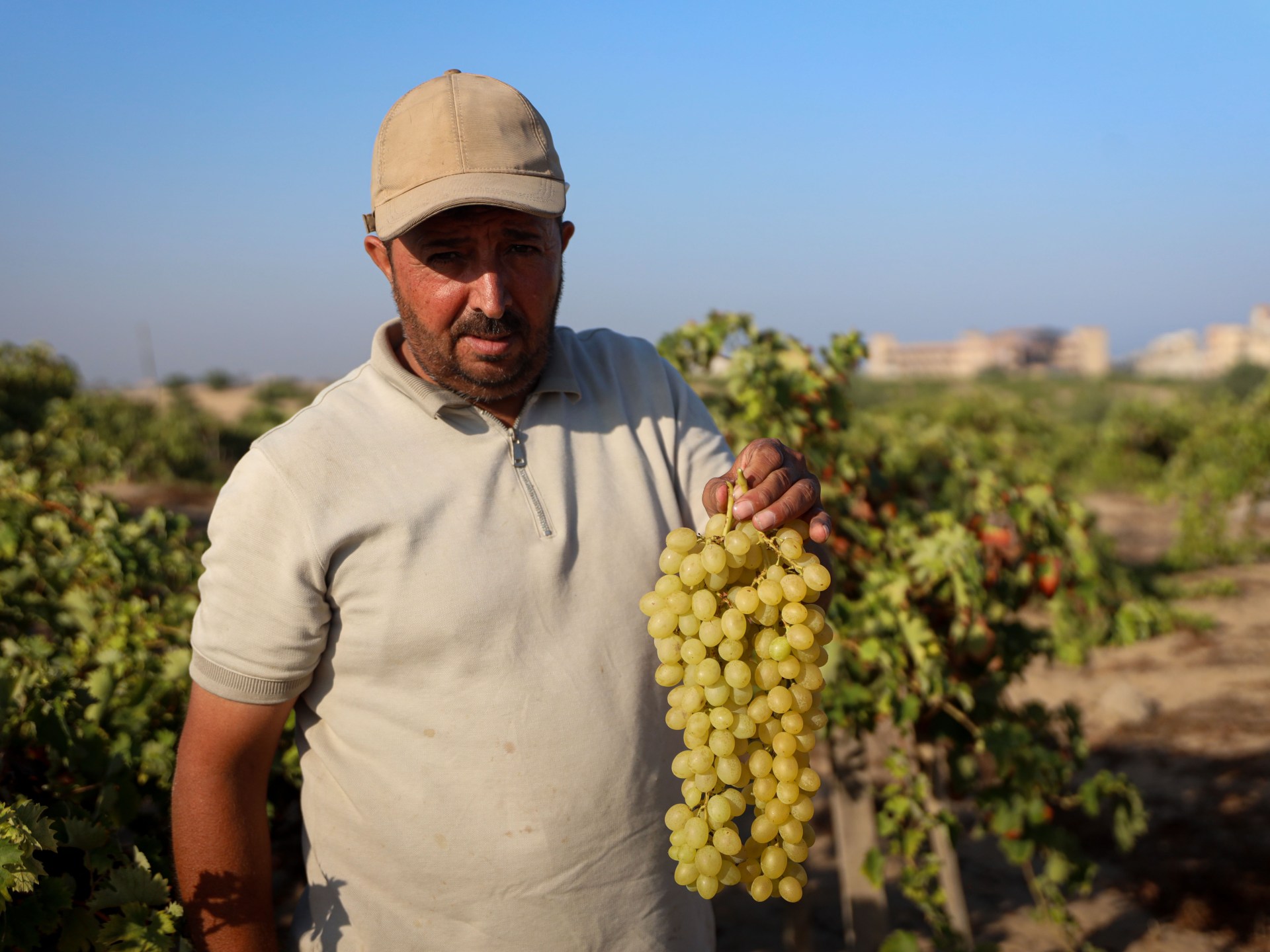 Farmer returning to grape fields in Gaza