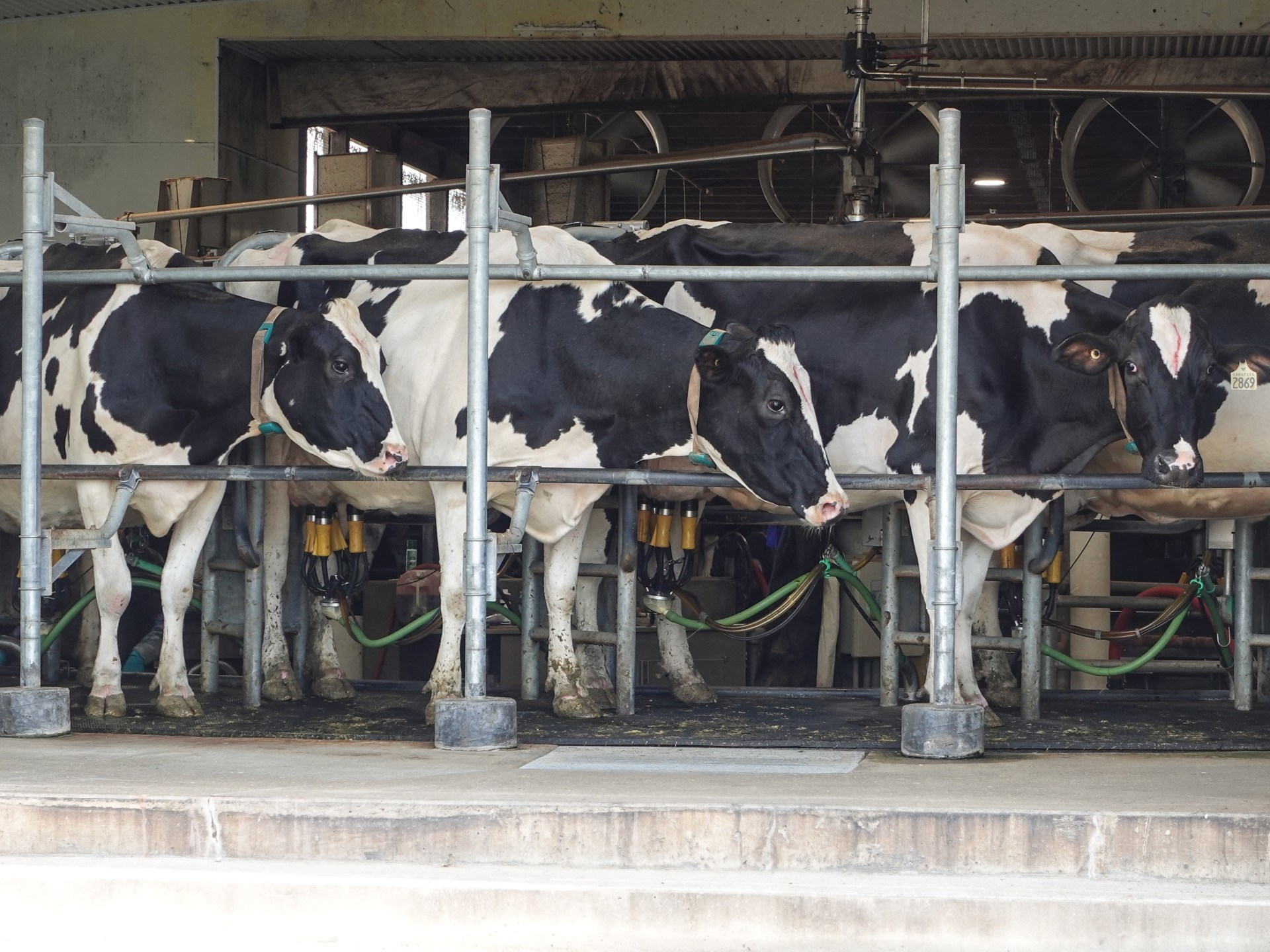 Canadian dairy farm with milk production during trade disruption