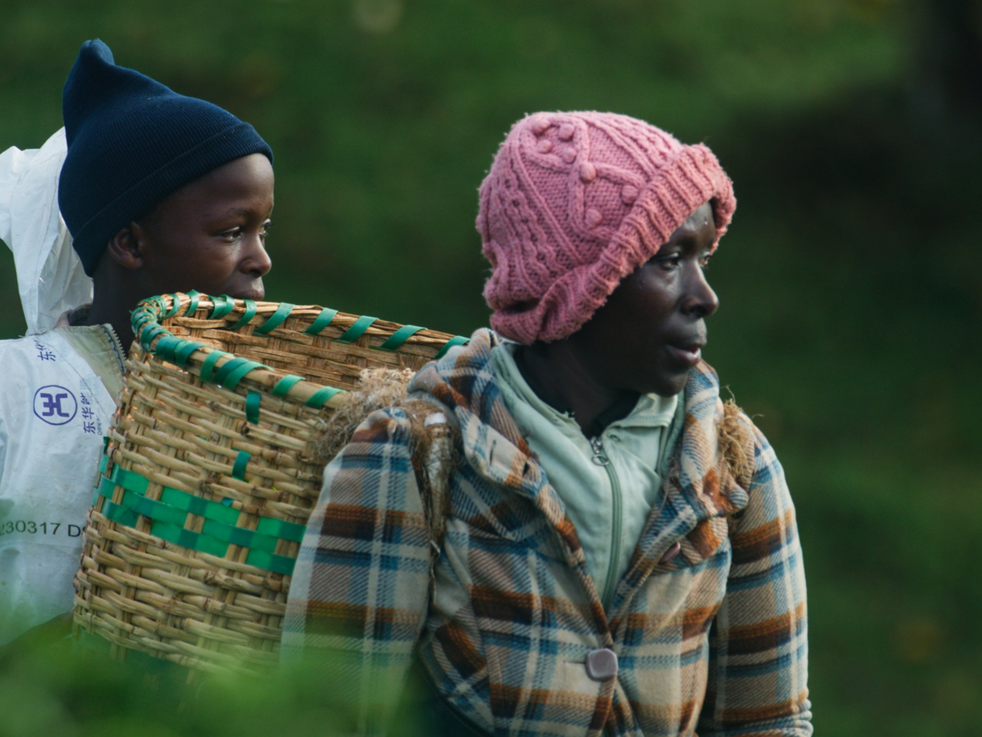 Kenya tea plantations