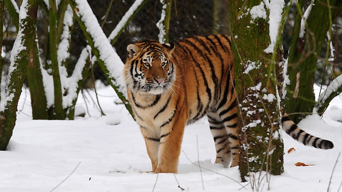 Tiger enclosure at English wildlife park