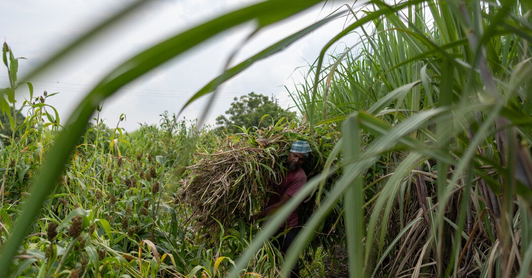 Sugar cane field affected by drought in India