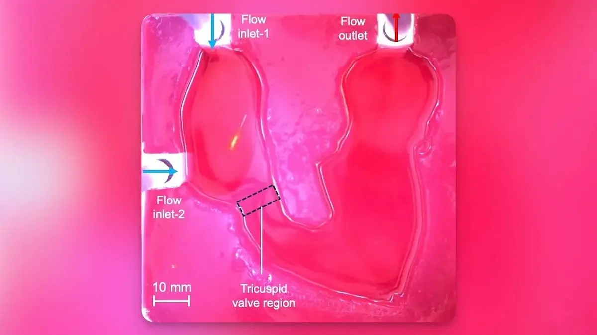 Illustration of magnetic microrobots in heart tissue